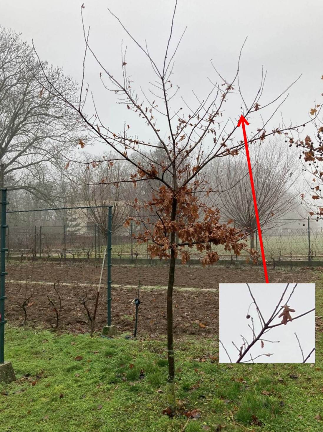 The A1 tree in winter, December 2020, with last acorn cup