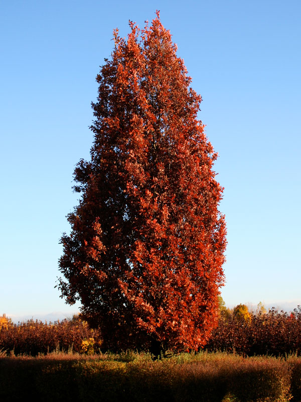 Quercus xbimundorum 'Crimschmidt'