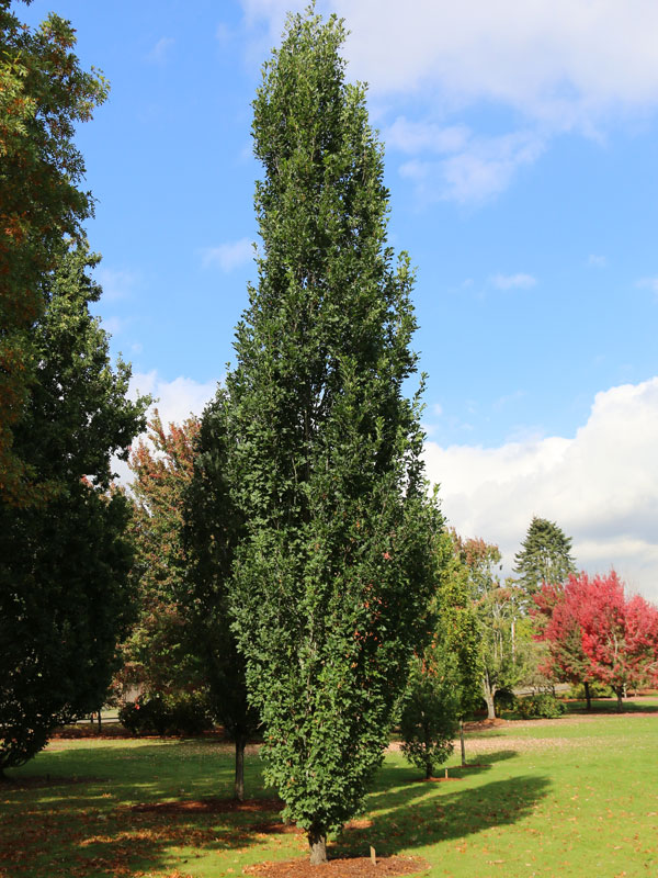 Quercus xbimundorum Skinny Genes