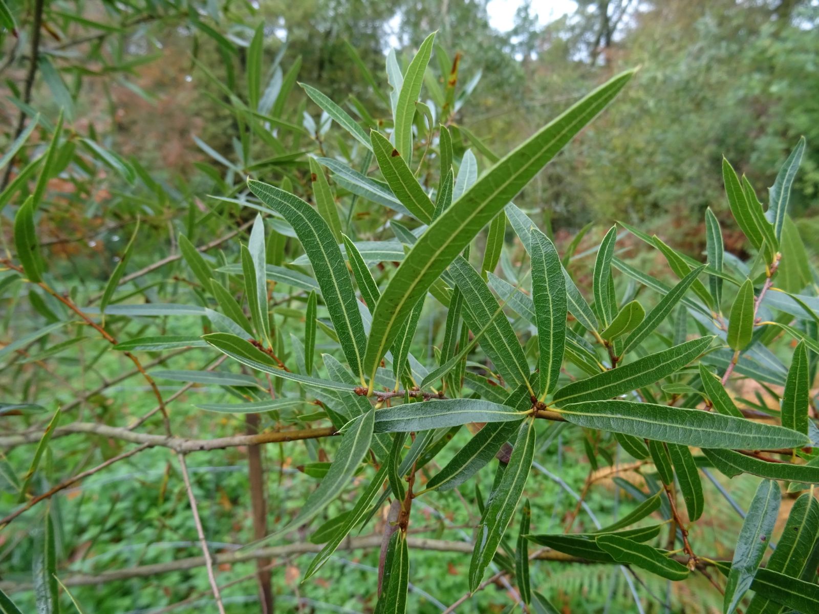 Quercus viminea