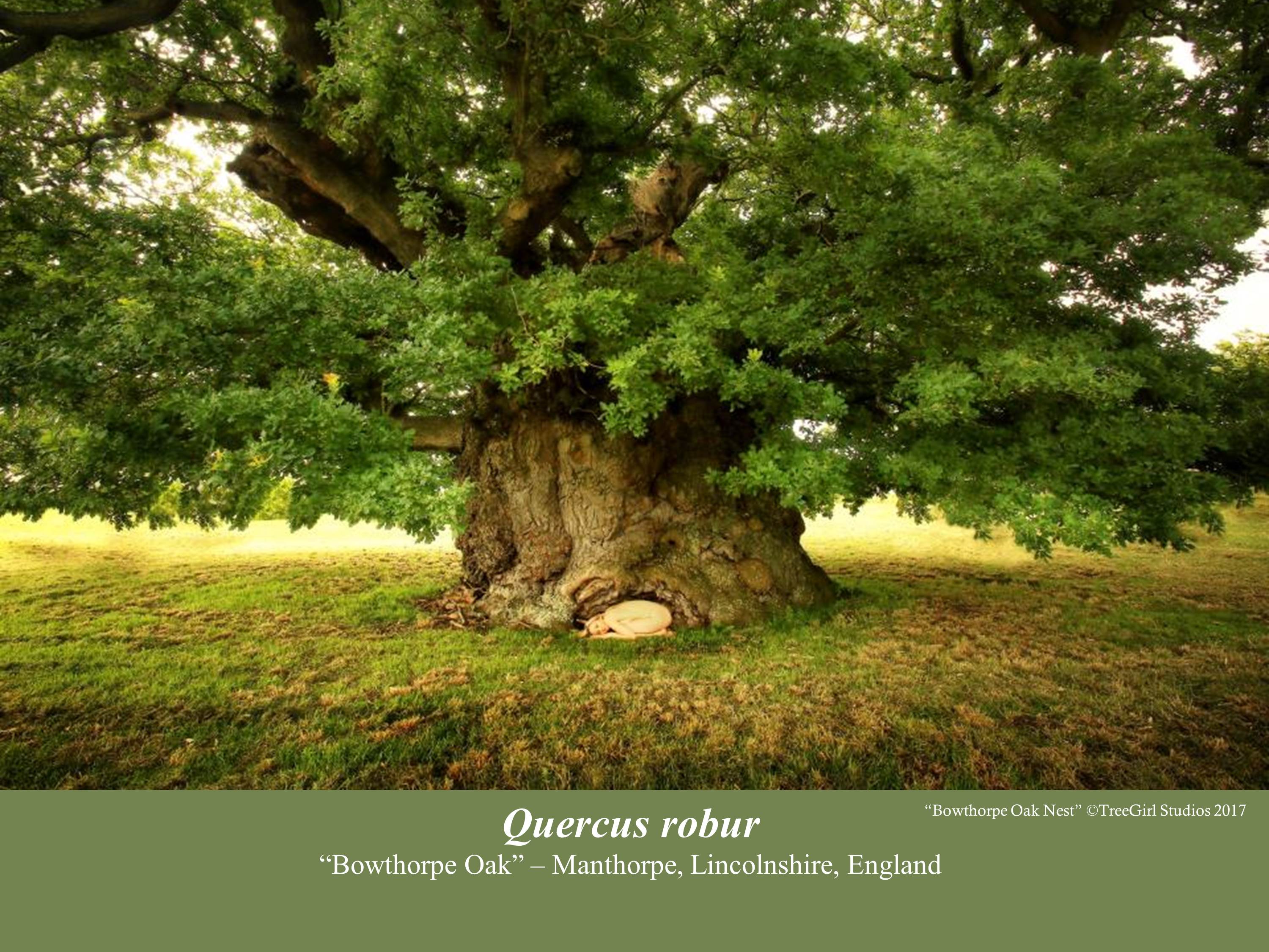 slide9.jpgThe notable Bowthorpe Oak, also in England. This robur, also estimated to be about 1000 years old and completely hollo