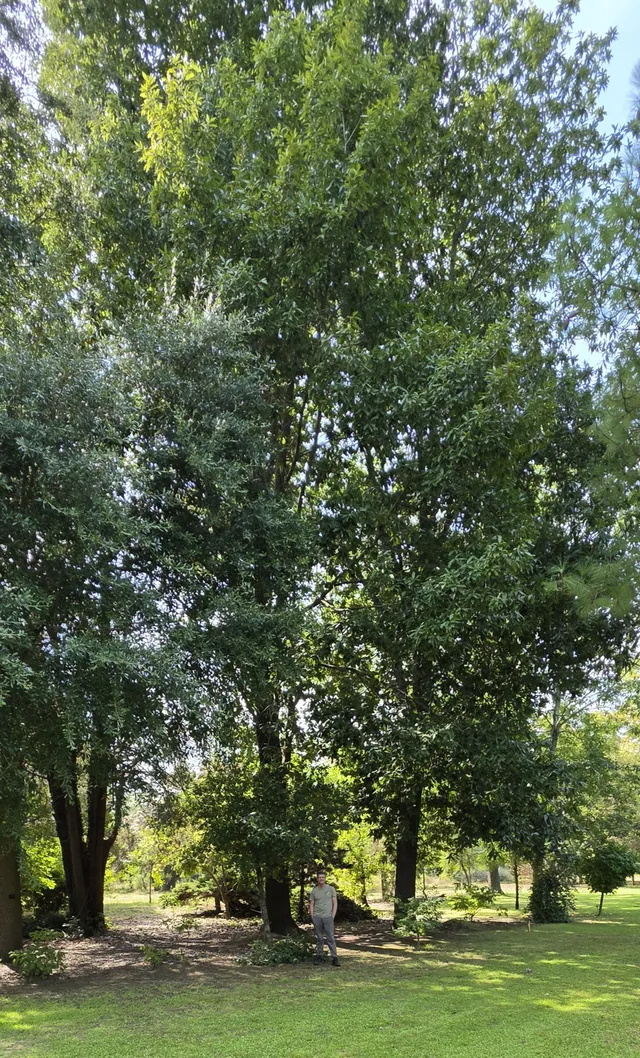 Original Quercus 'Zehra'