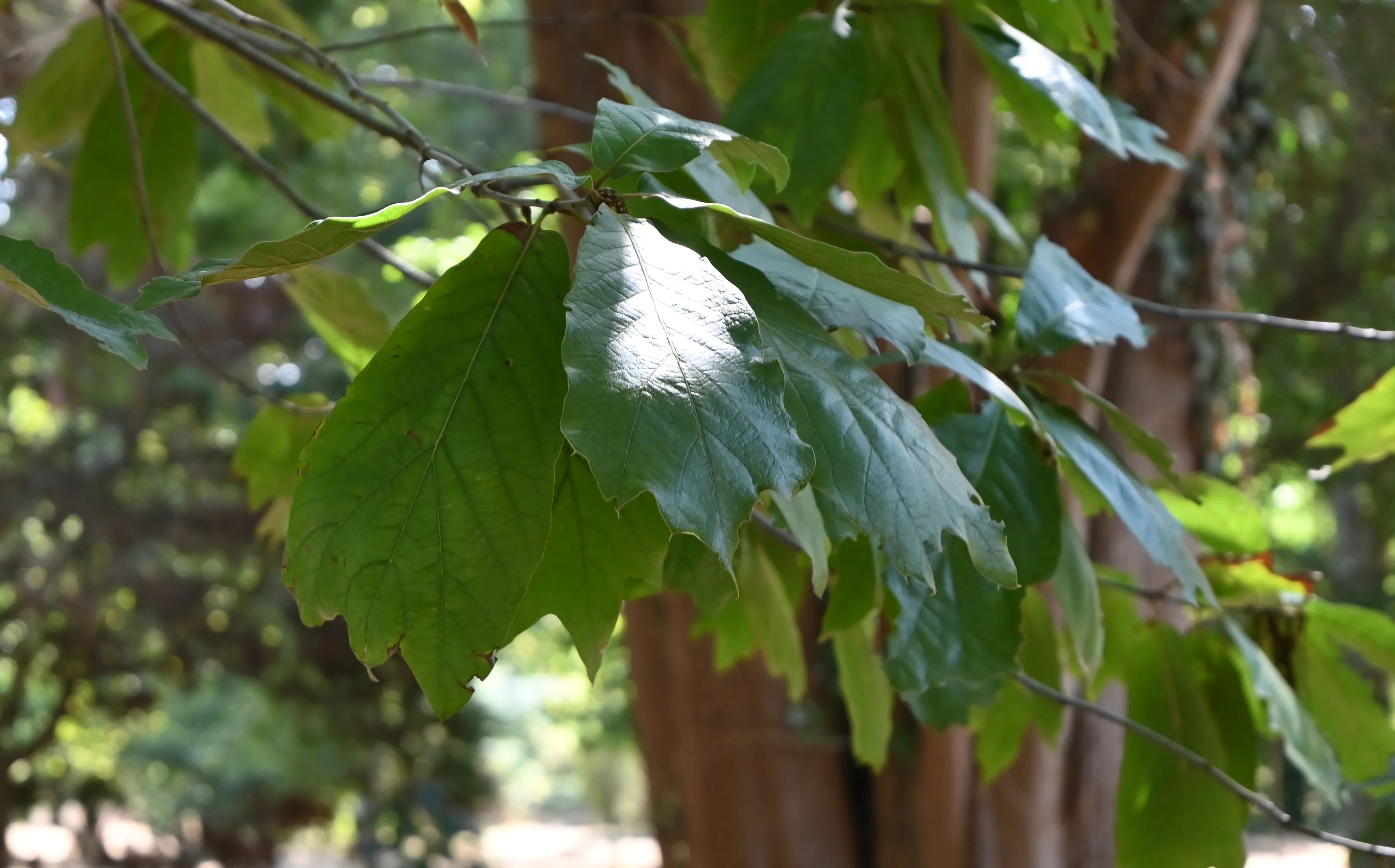 Quercus 'Zehra' leaves