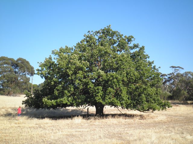 coutinhoi