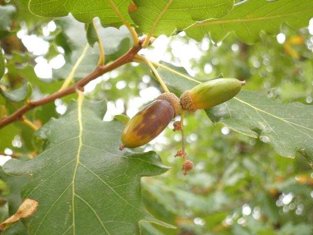 coutinhoi