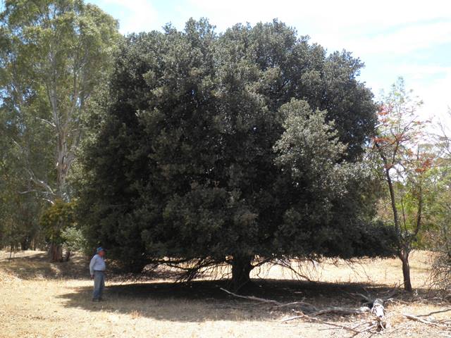 q. ilex