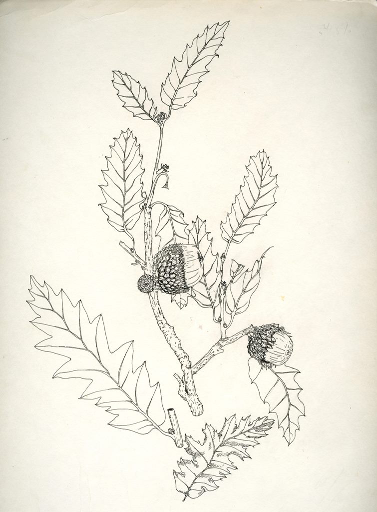 Quercus look