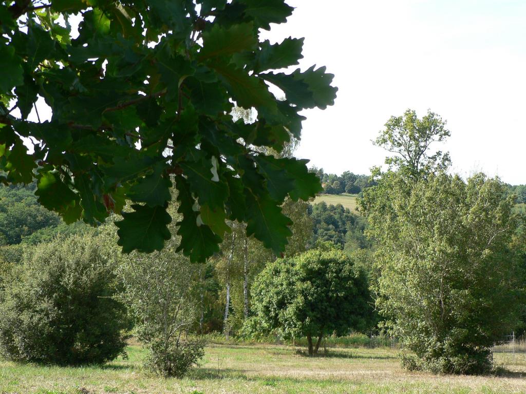 Pouyouleix