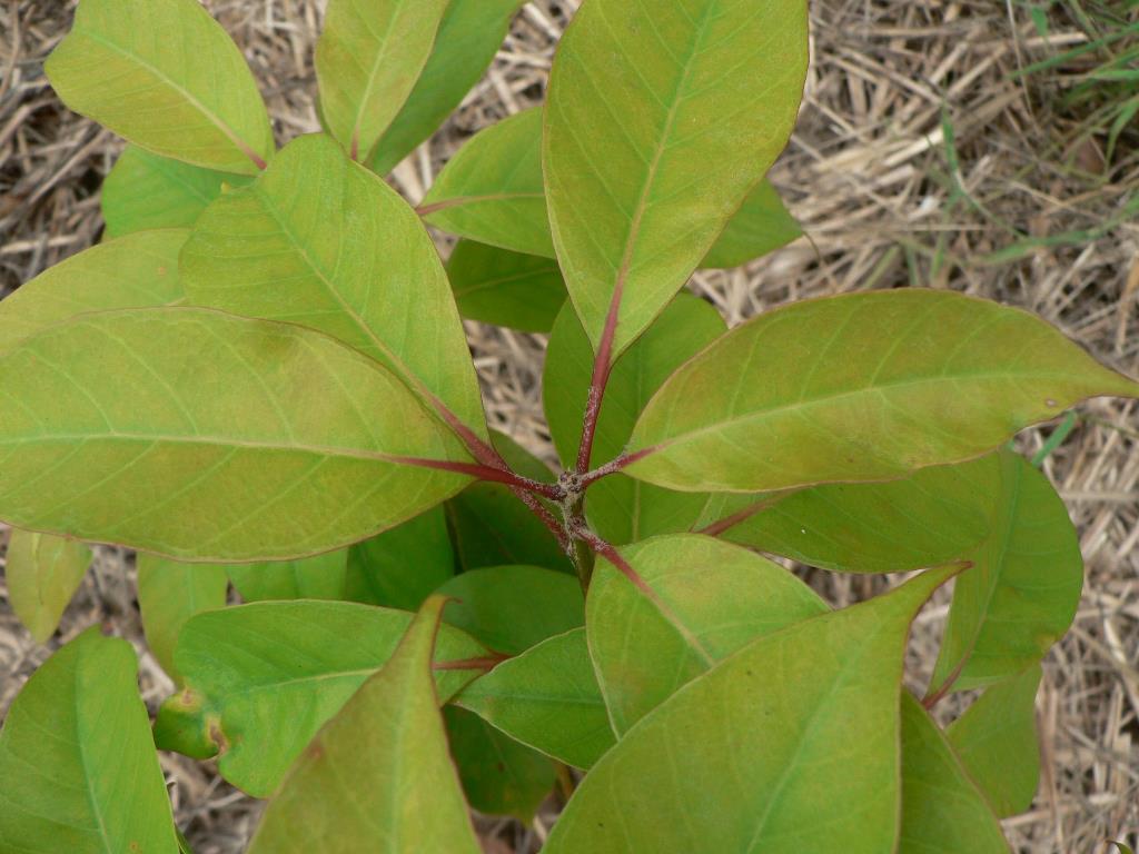 Quercus acuta