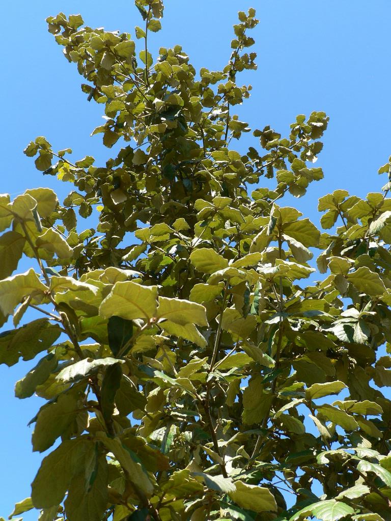 Q. crassifolia