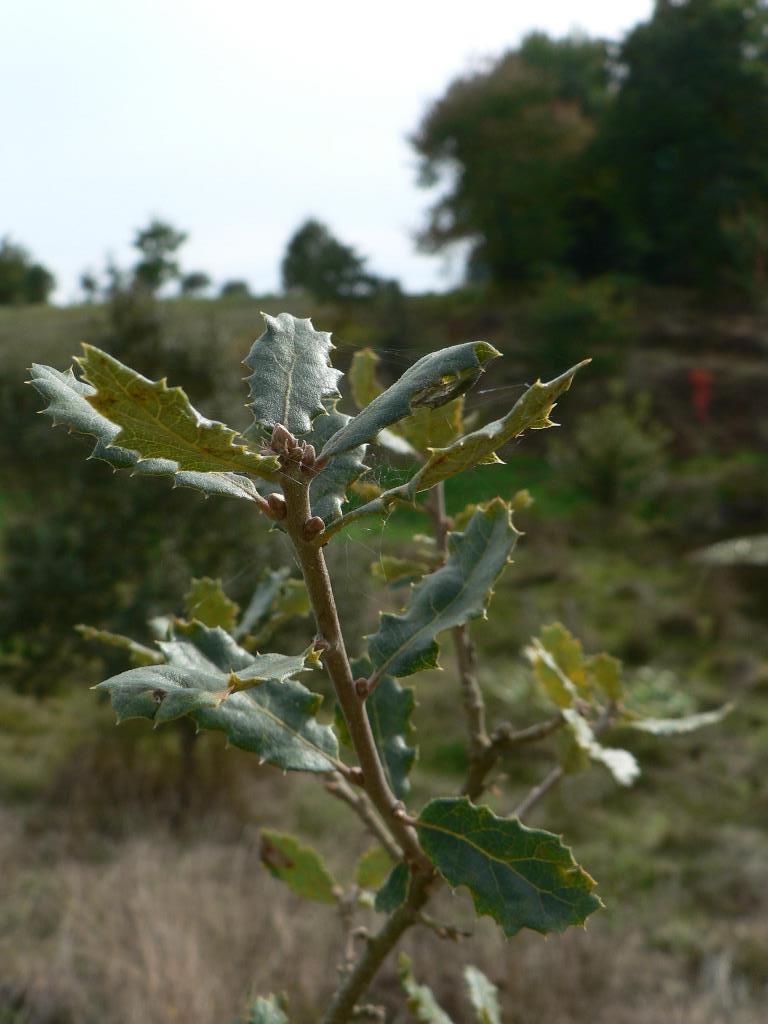 Q. cornelius mulleri
