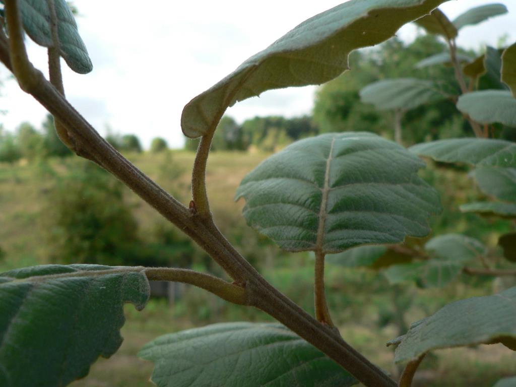 Q. macvaughii