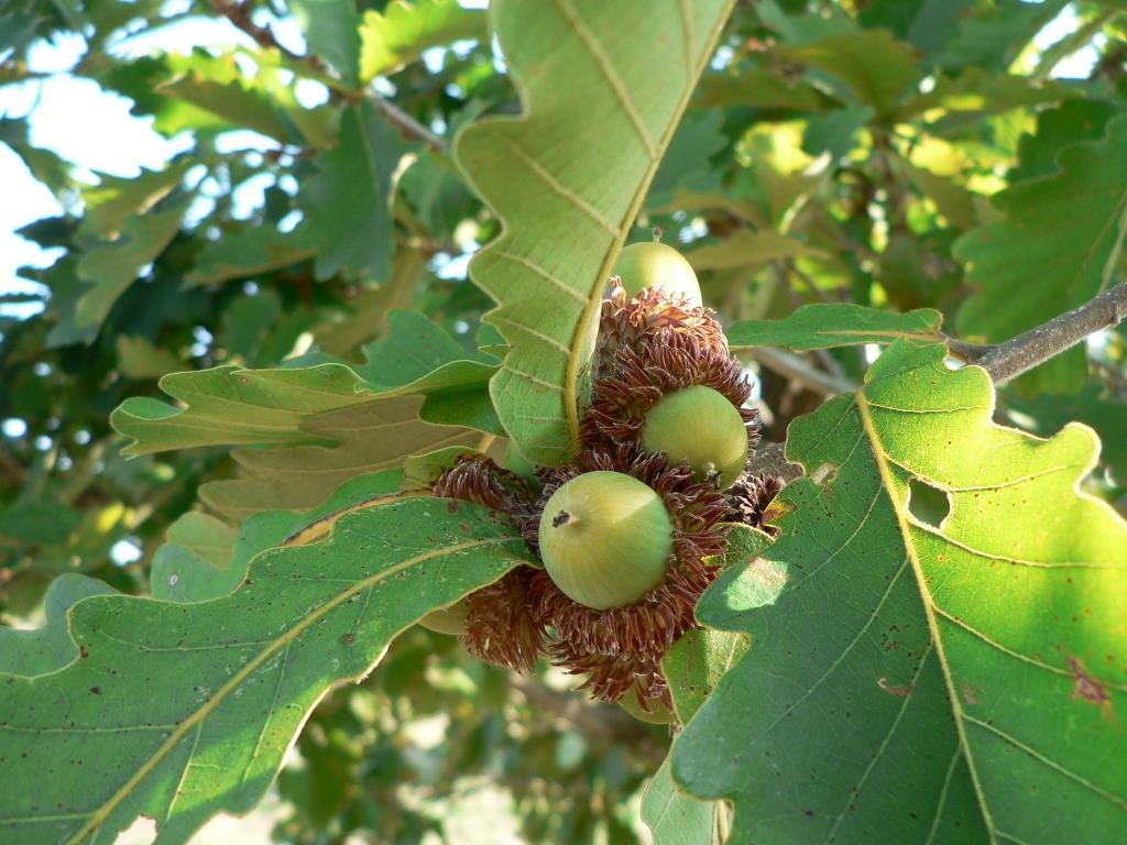 Q. dentata