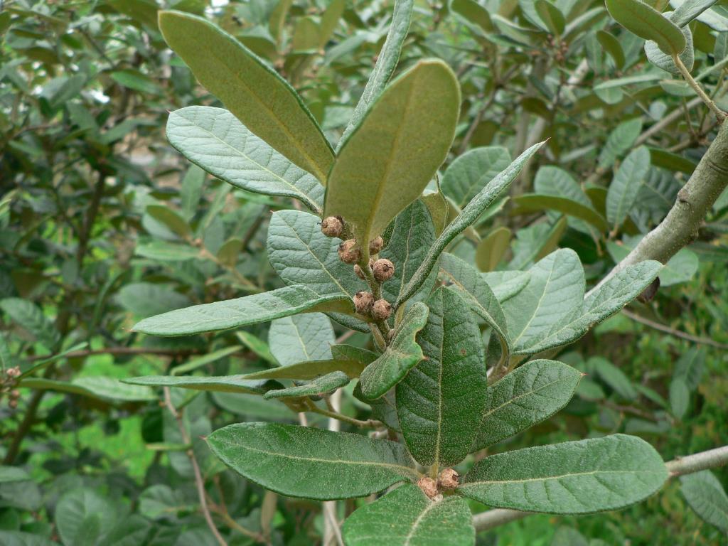 Q. aff. miquihuanensis