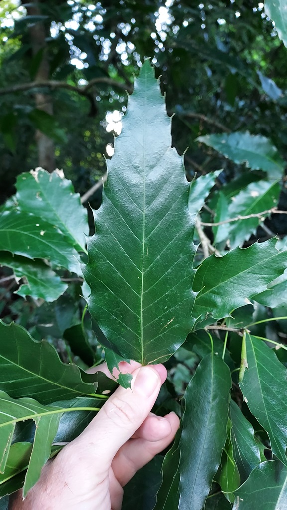 Quercus skinneri leaves El Salvador