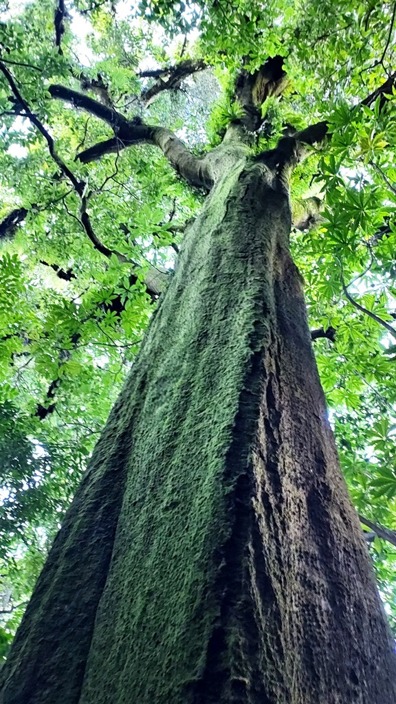 Quercus skinneri El Salvador