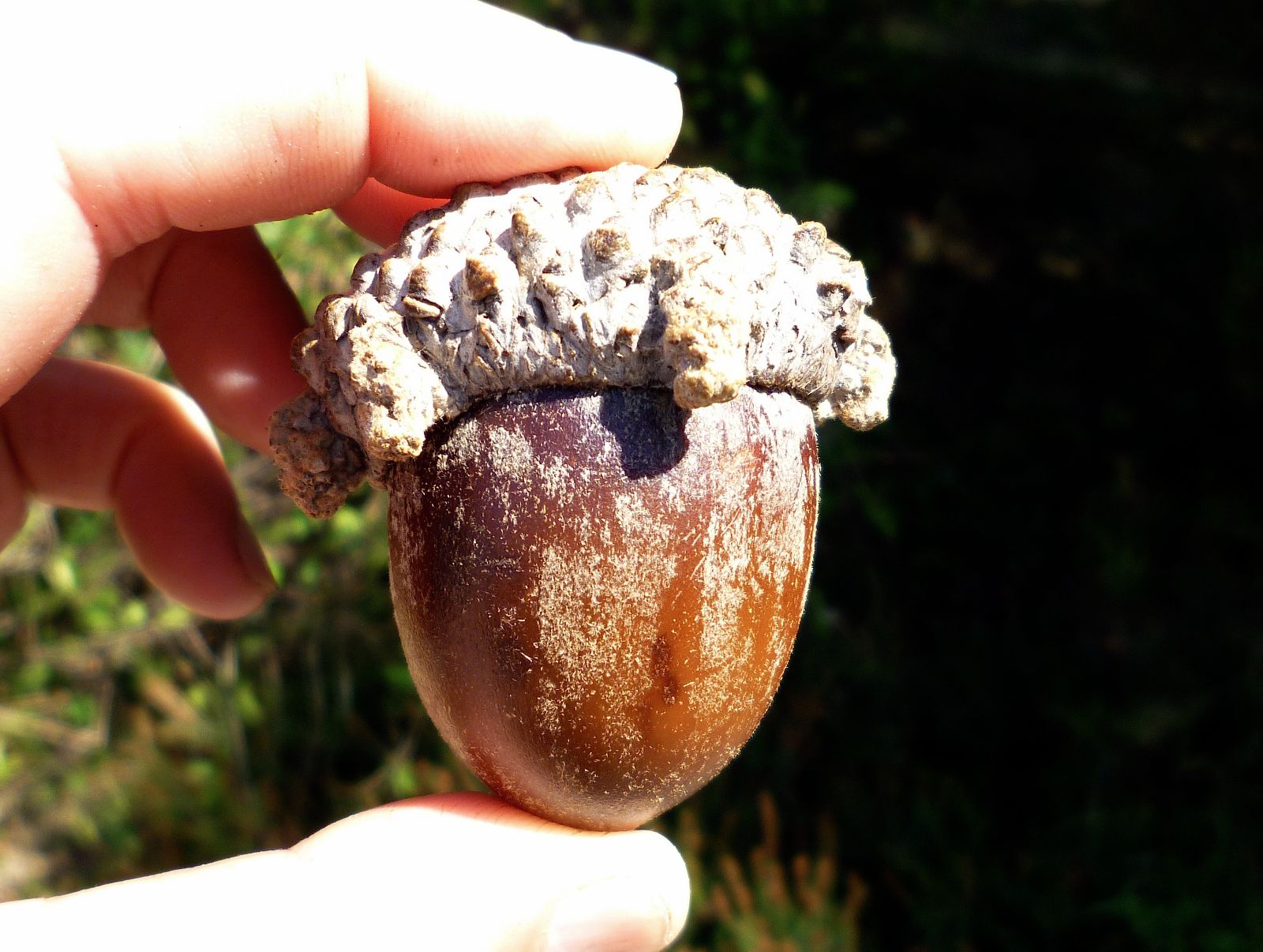 Quercus skinneri acorn