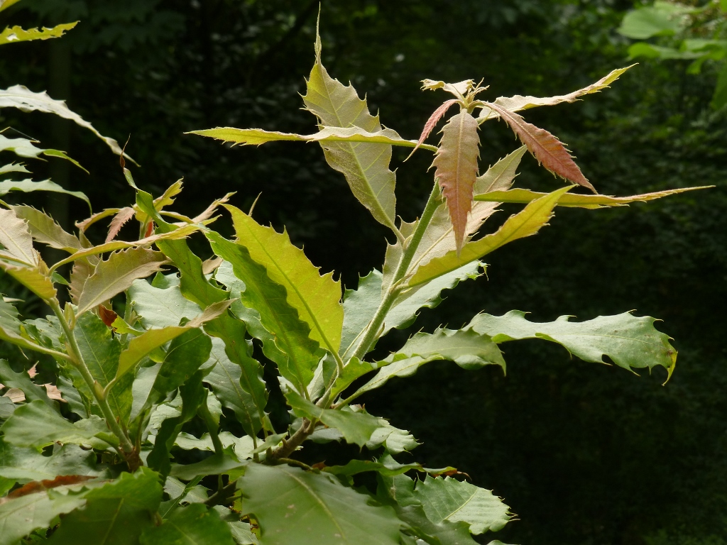 Quercus skinneri leaves Iturraran