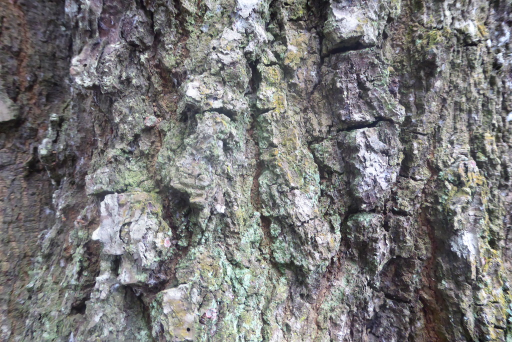 Bark