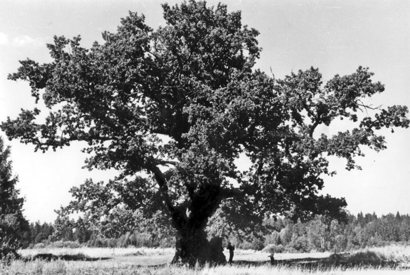 Kaive oak 19702