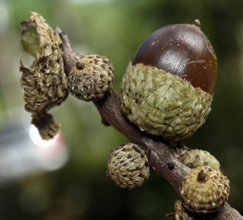 Acorn and aborted acorns