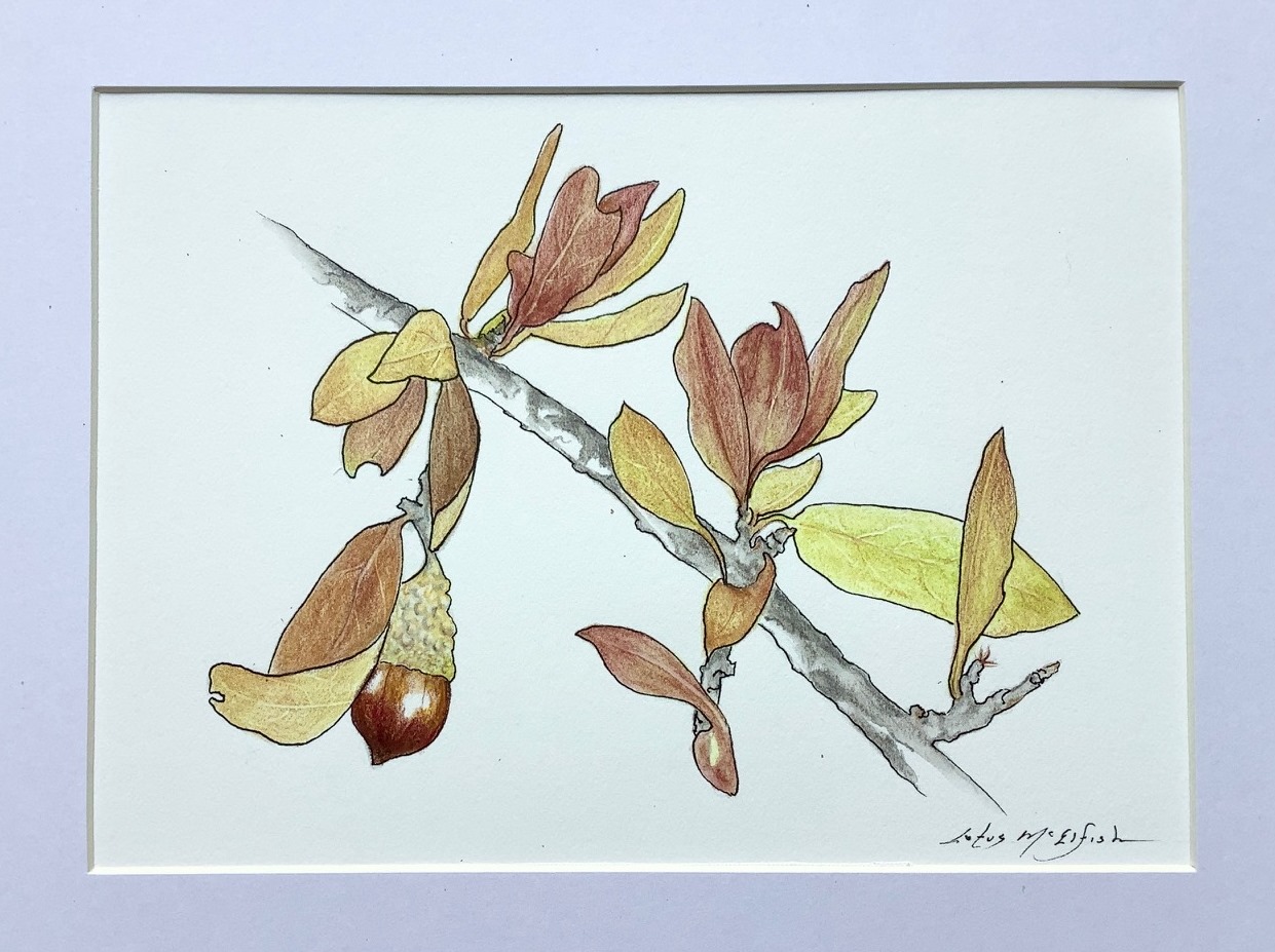 Live Oak, Q. fusiformis, Watercolor pencil, 10”h x 8”
