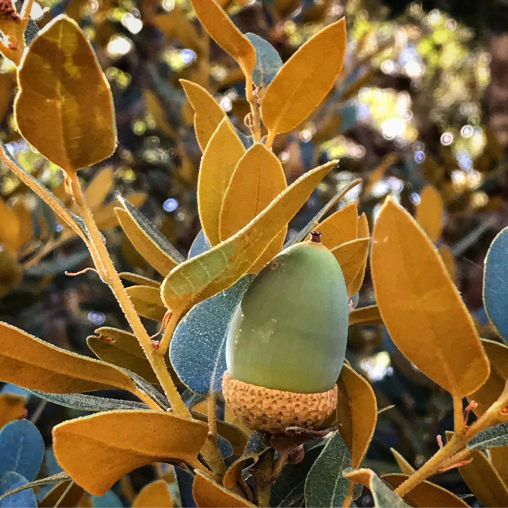 Highly indumented form of Quercus chrysolepis along the Rogue River, Oregon