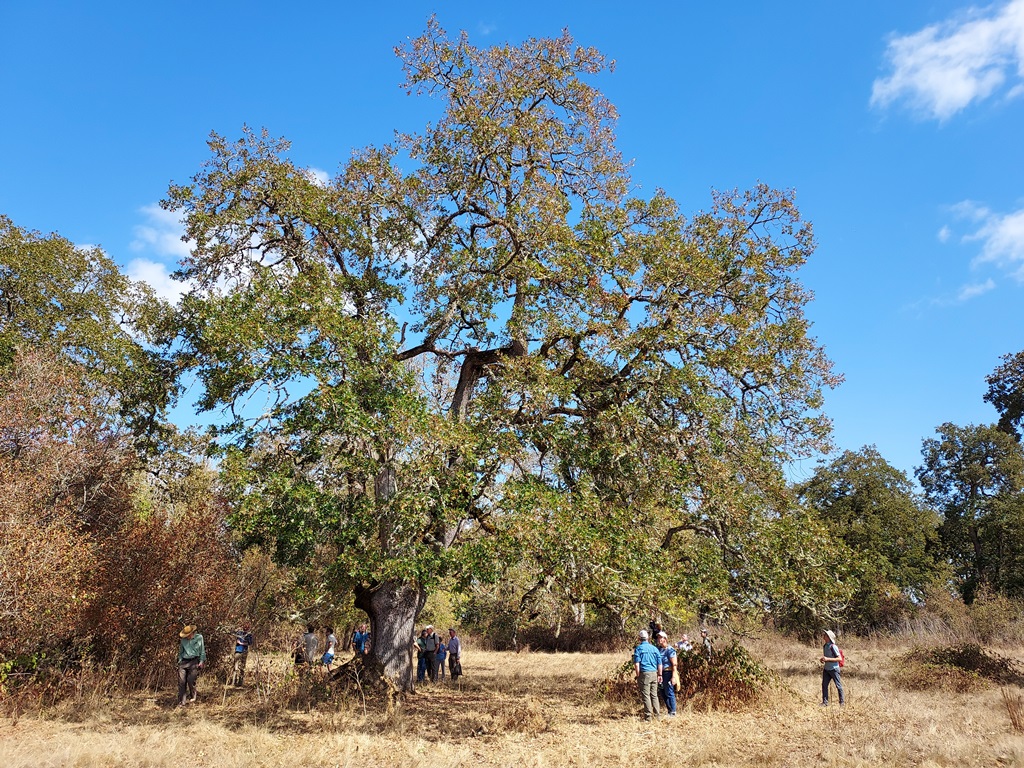 Large Quercus garryana on Sauvie Island