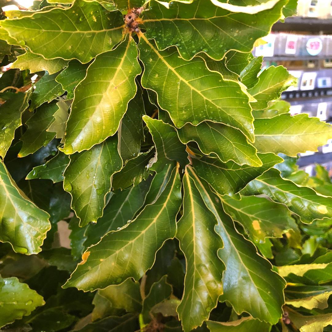 Quercus aliena Lutea