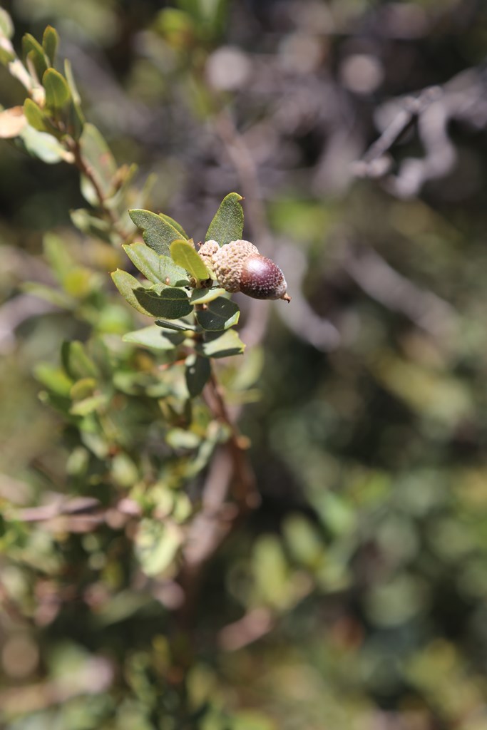 Q. toumeyi acorn 