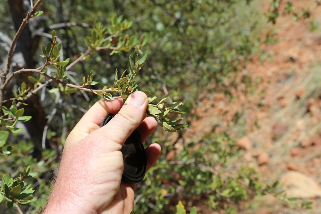 Q. toumeyi immature acorn