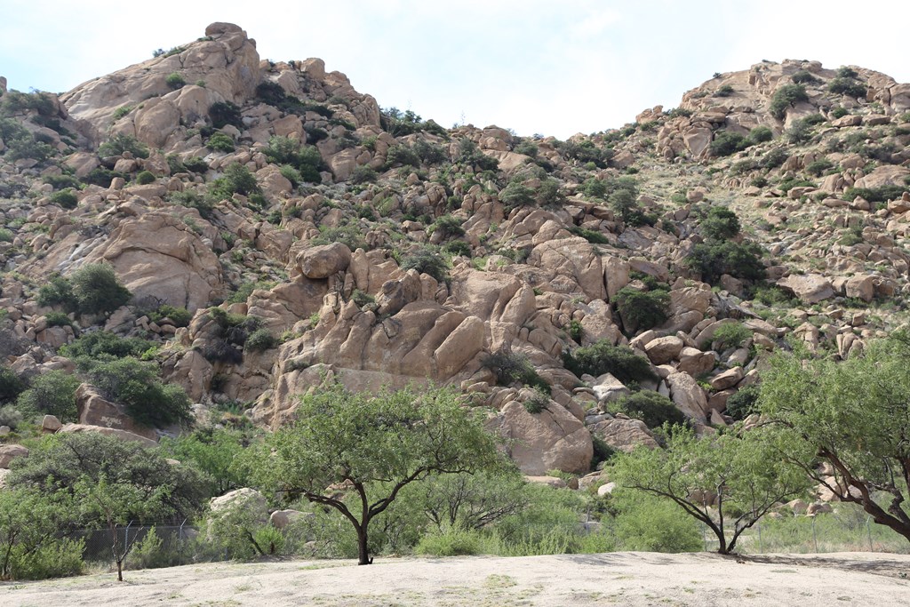 Quercus toumeyi and Q. emoryi in Tex Canyon