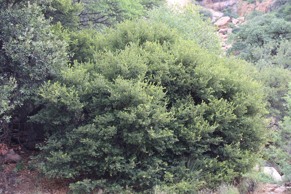 Quercus toumeyi dense