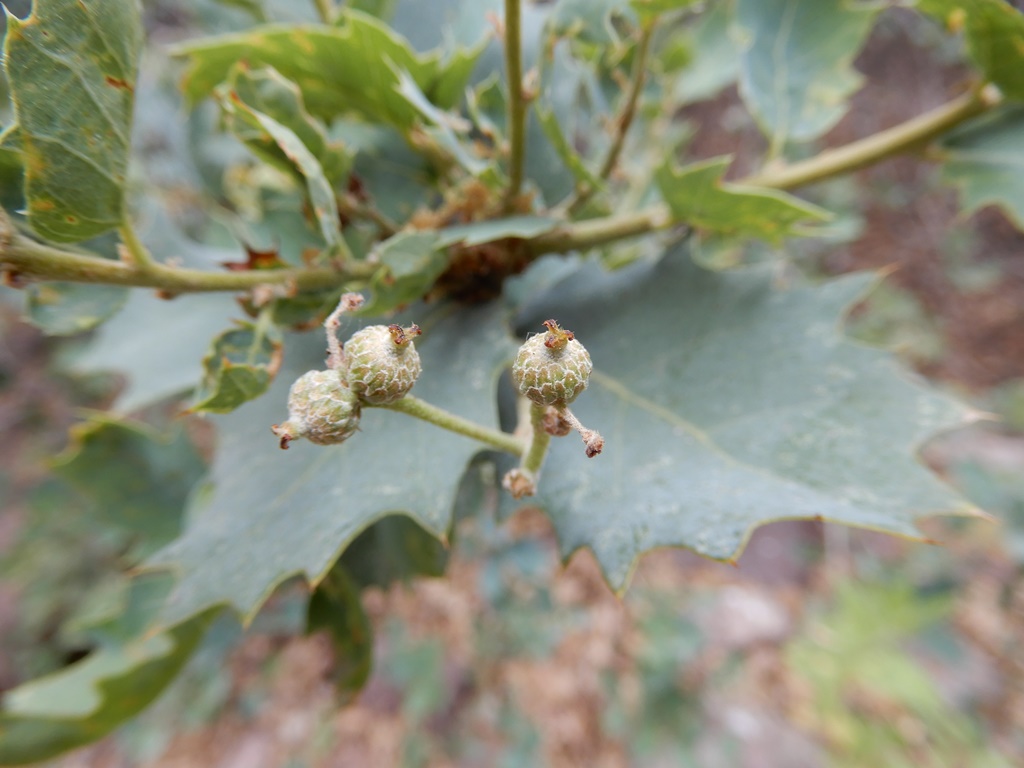 Quercs ajoensis - developing fruit