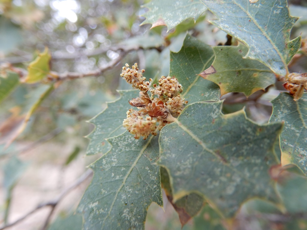 Quercus ajoensis inflorescence