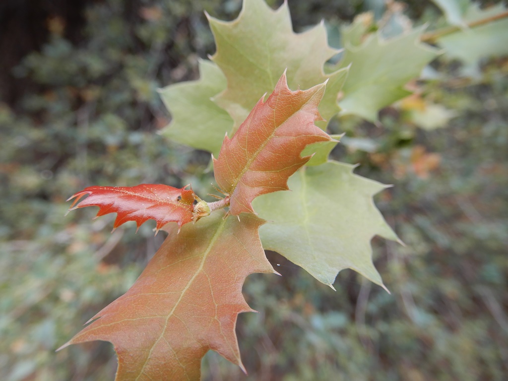 Quercus ajoensis