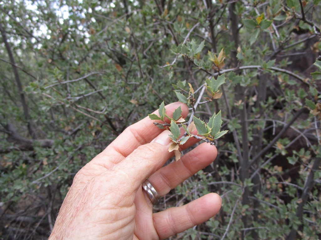 Quercus ajoensis Alamo Canyon