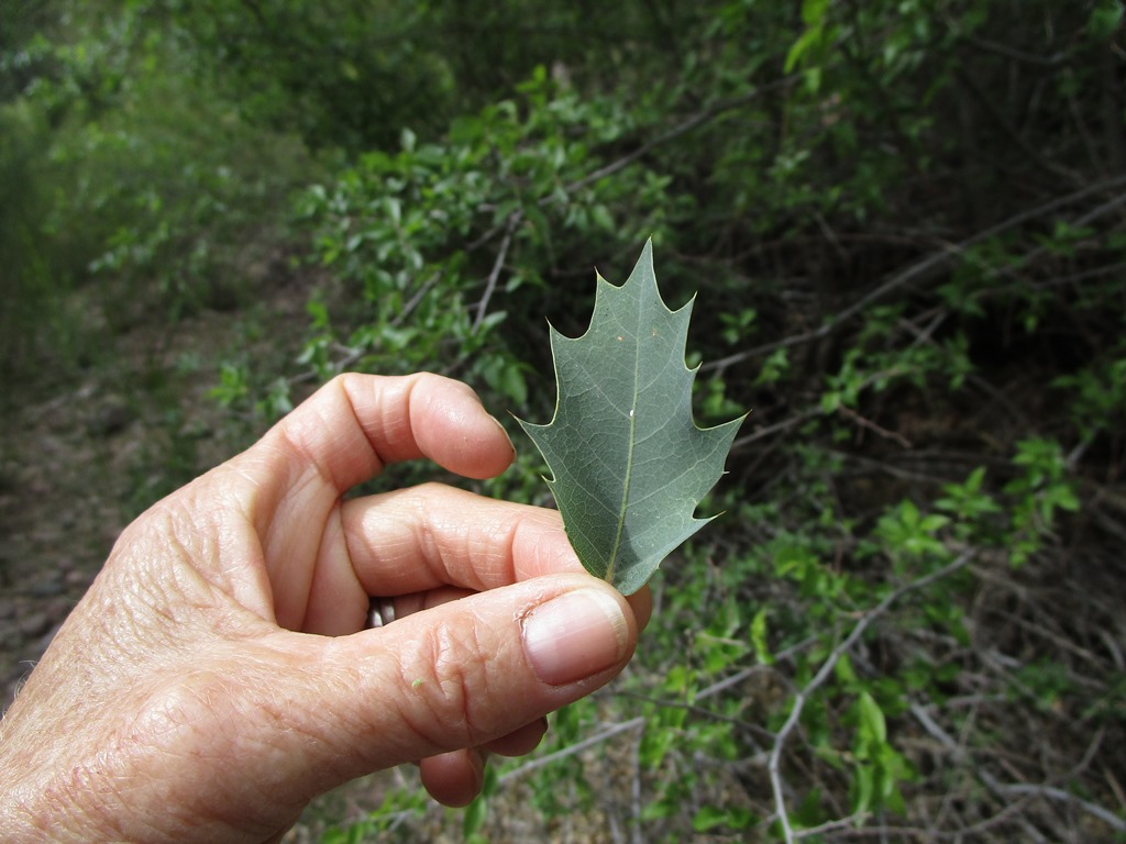 Quercus ajoensis leaf