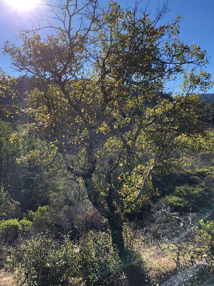 Quercus xmorehus