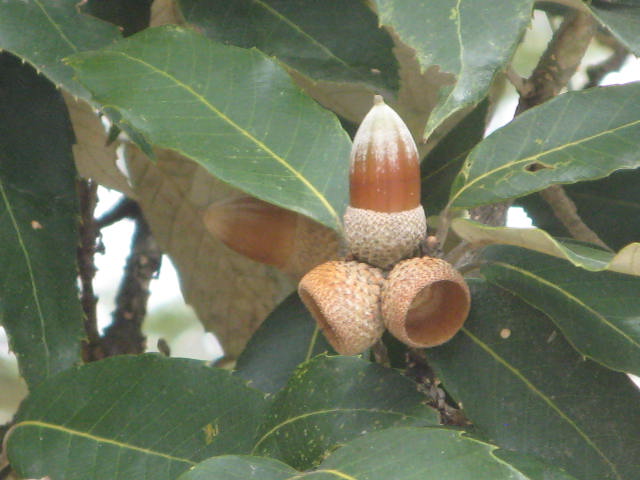 Acorns bearing twigs of Q. leucotrichophora
