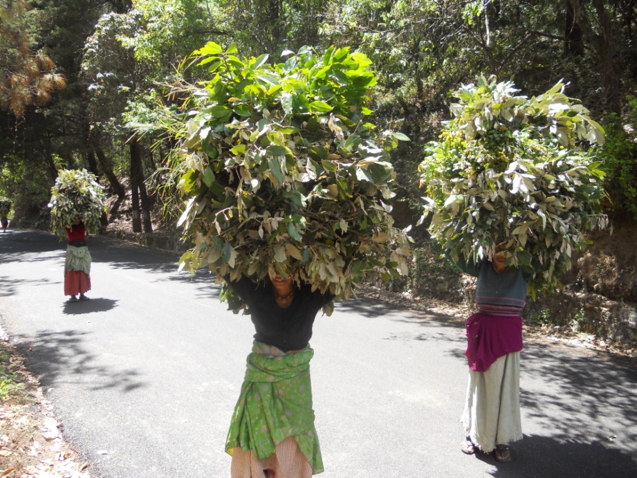 Fodder collection from Q. leucotrichophora forests.