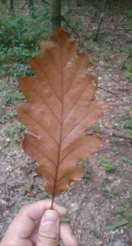 Leaf