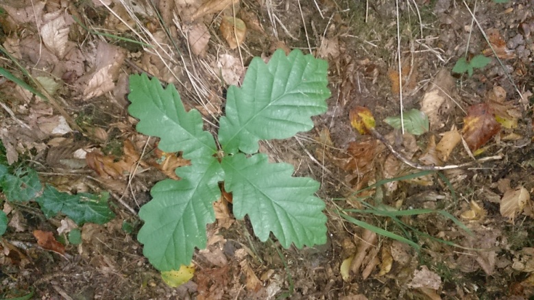 Q. petraea seedling