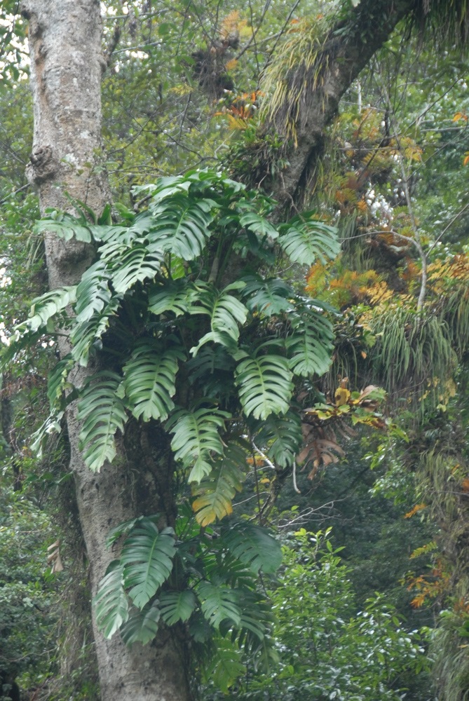 Quercus with monstera