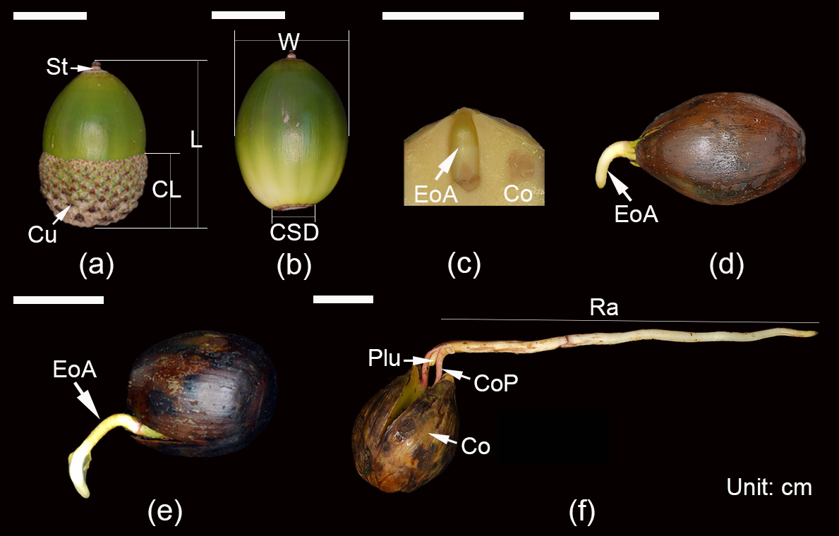 Acorn and seed germination morphology of Q.  marlipoensis