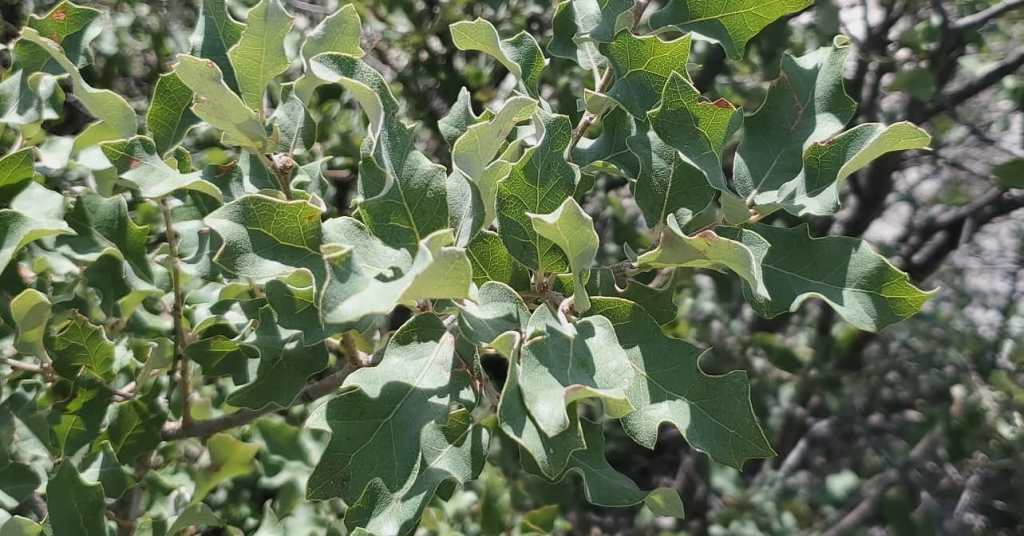 Quercus mohriana sinuate