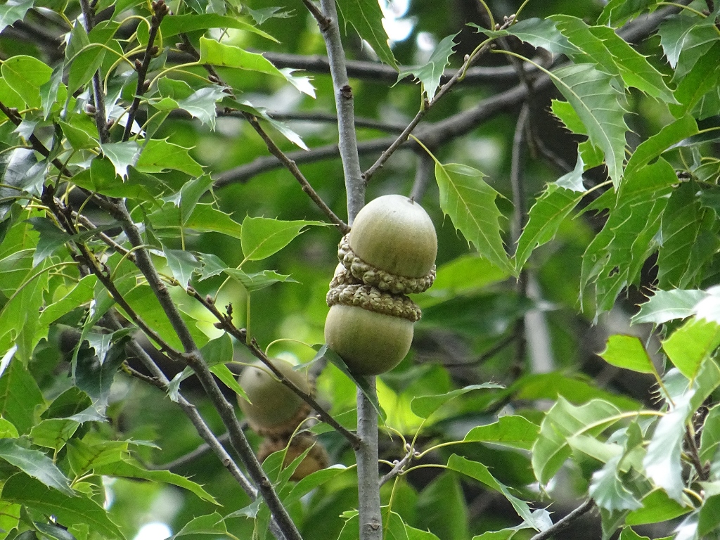 Quercus skinneri