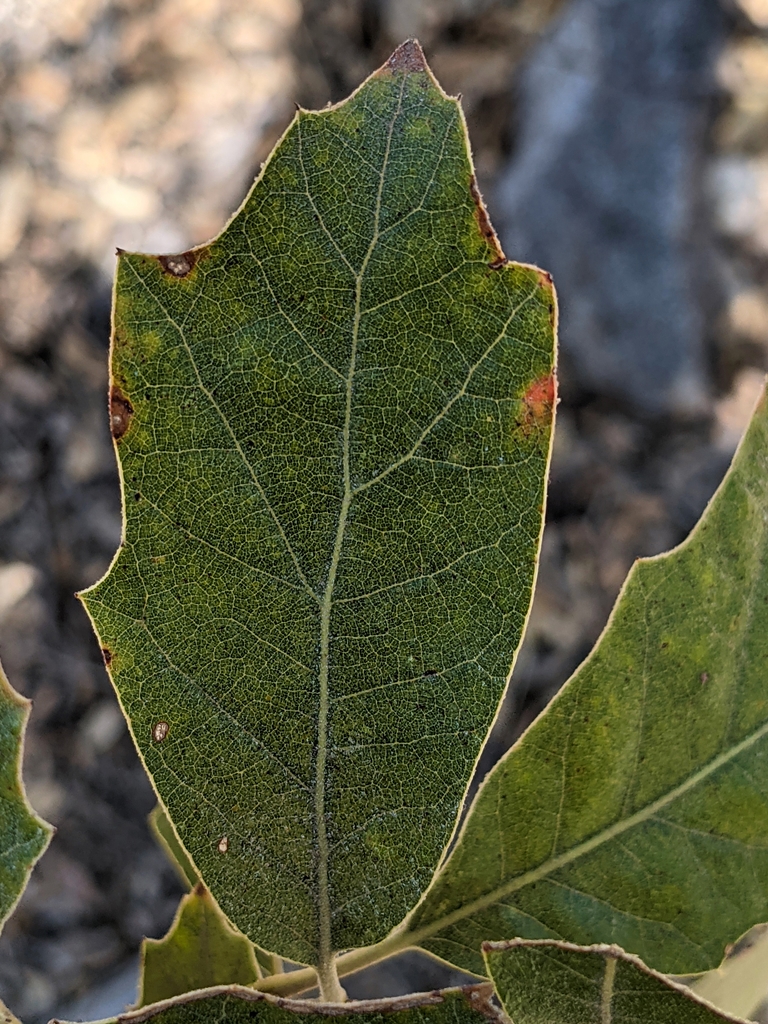 Quercus tardiolia upper leaf