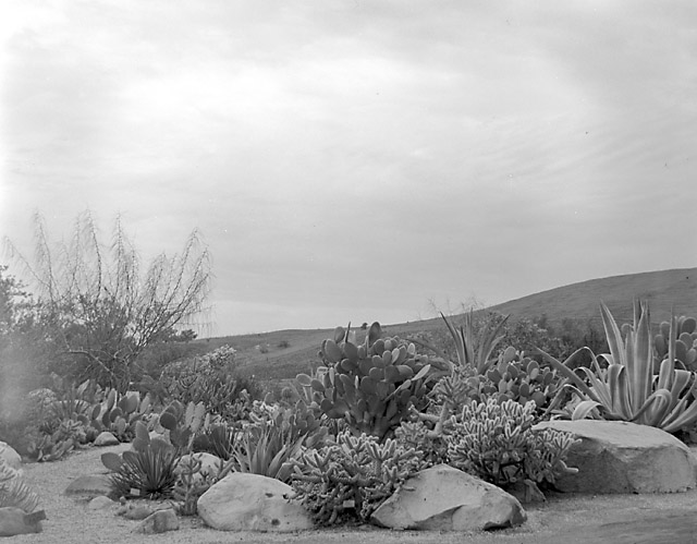 Fig 2. Desert section circa 1930s Photo SBBG Archives – note the bare slopes in the background of the Desert Section 