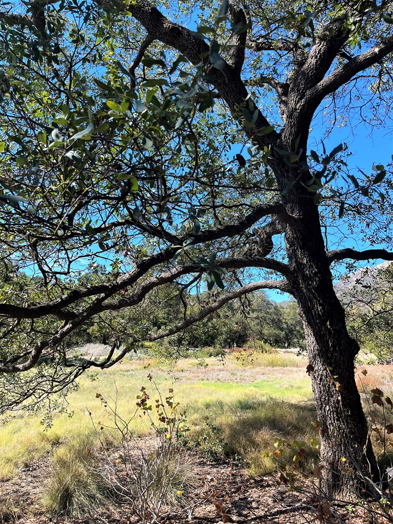 Quercus engelmannii (Engelmann oak in the meadow which is a personal favorite tree)